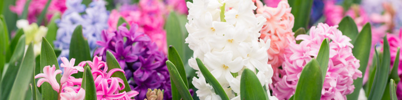 Hyacinth, Hyacinthus